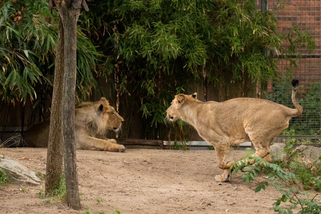574B0049_c.jpg -  Asiatic lion  ( Asiatischer Löwe )