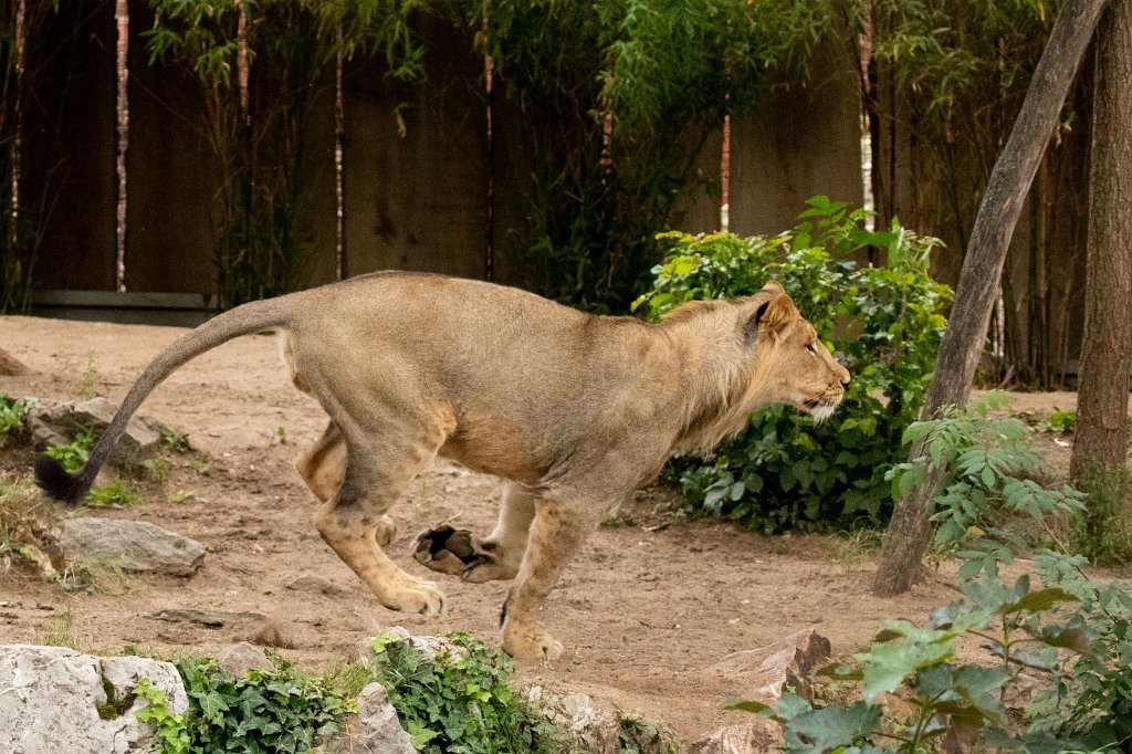 574B0090_c1.jpg -  Asiatic lion  ( Asiatischer Löwe )