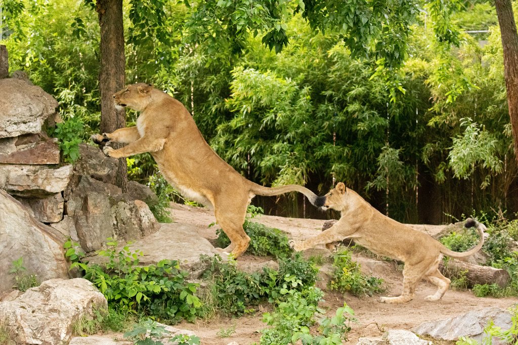 574B0095_c.jpg -  Asiatic lion  ( Asiatischer Löwe )
