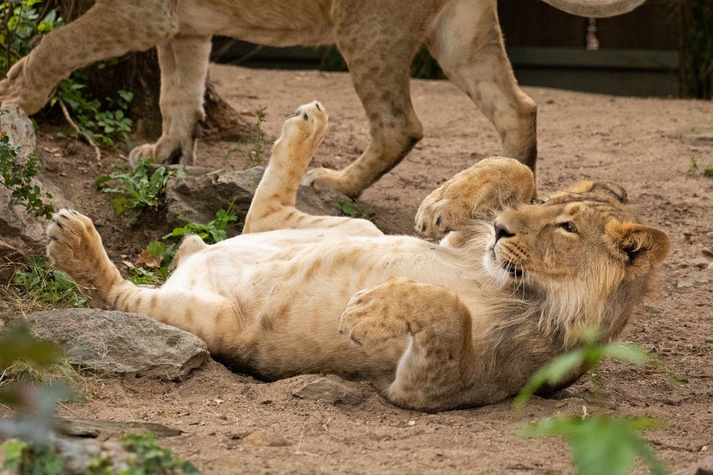 574B0107_c.jpg -  Asiatic lion  ( Asiatischer Löwe )