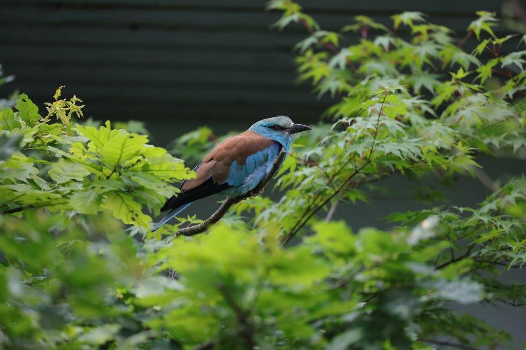 574B0156.JPG -  European roller  ( Blauracke )