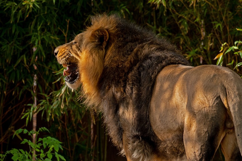 574B0174_c.jpg -  Asiatic lion  ( Asiatischer Löwe )