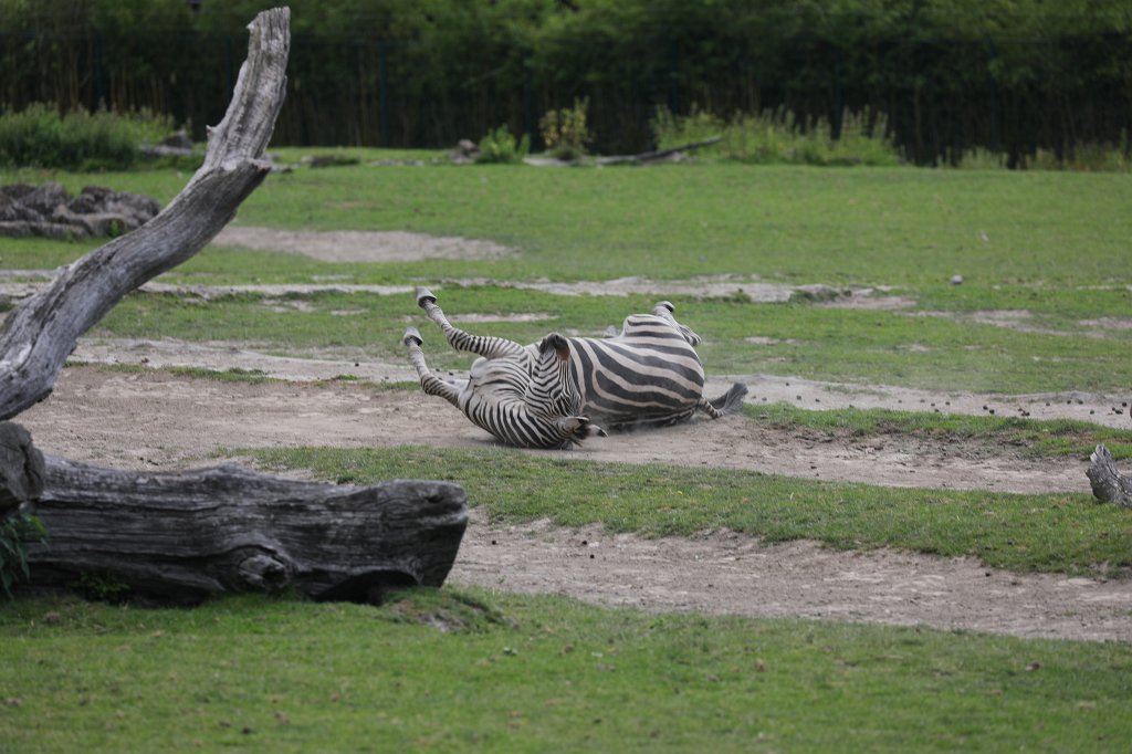 574B0462.JPG -  Grant's zebra  ( Böhm-Zebra )