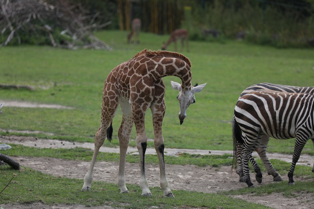 574B0467.JPG -  Rothschild's giraffe  (Rothschild- Giraffe )