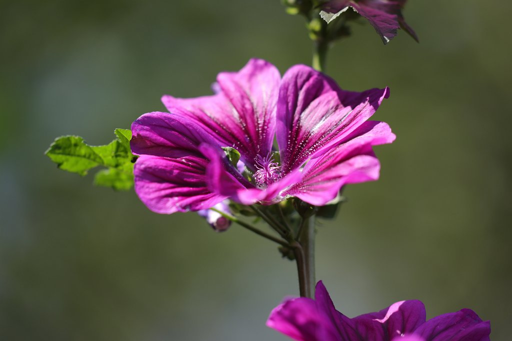 574B0495.JPG -  Malva  ( Malve )