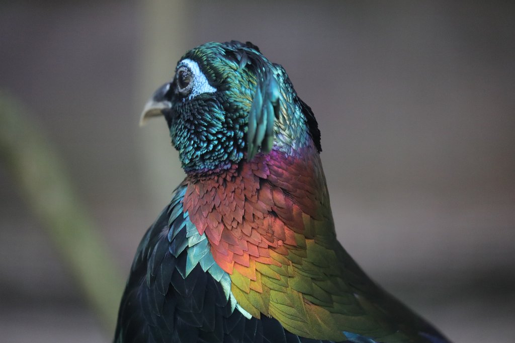574B0498.JPG -  Himalayan monal  ( Himalaya-Glanzfasan )
