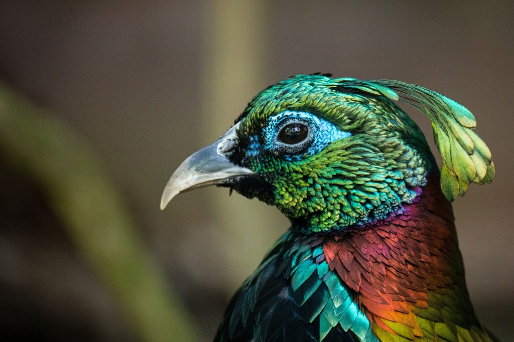 574B0500_c.jpg -  Himalayan monal  ( Himalaya-Glanzfasan )