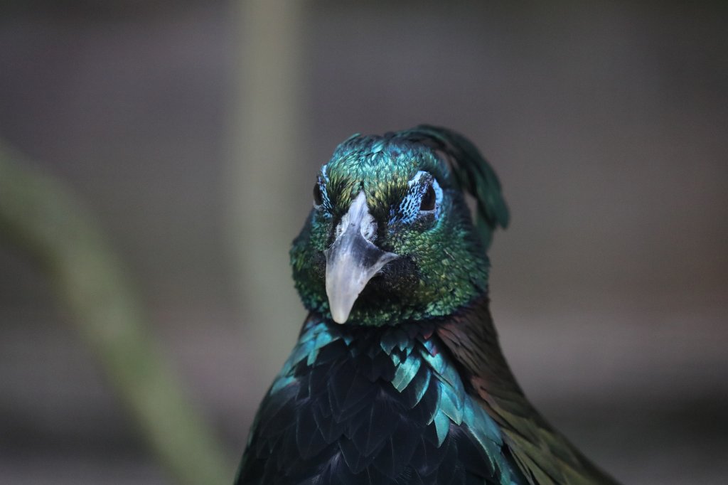 574B0501.JPG -  Himalayan monal  ( Himalaya-Glanzfasan )