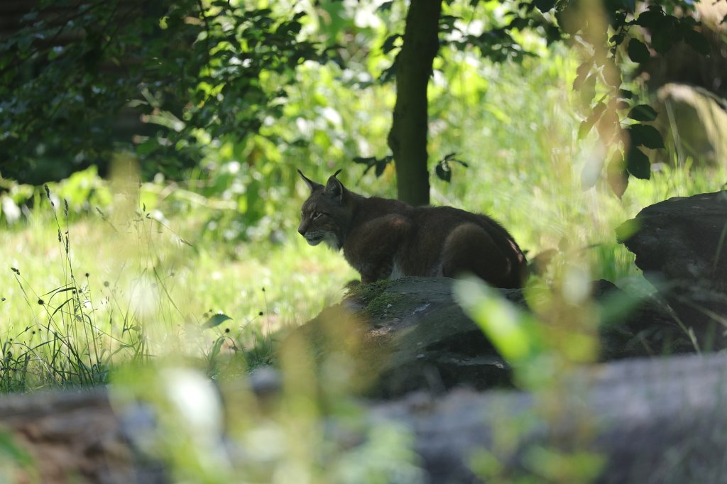 574B0521.JPG -  Eurasian lynx  ( Eurasischer Luchs )