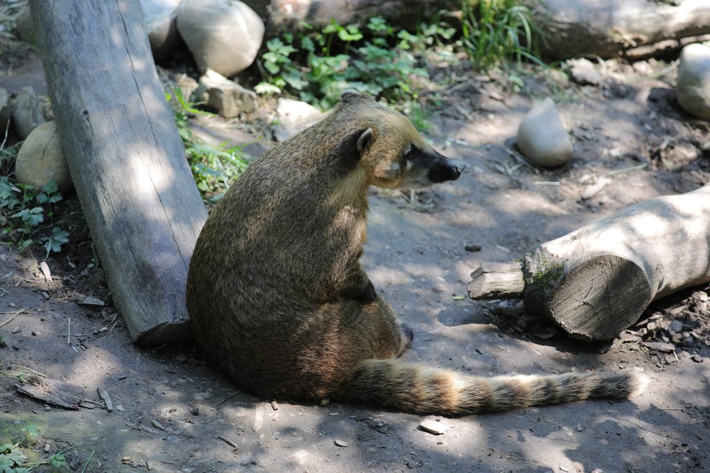 574B0538.JPG -  South American coati  ( Südamerikanischer Nasenbär )