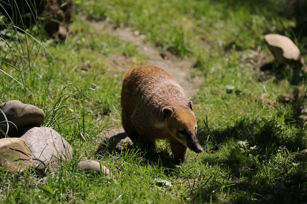 574B0540.JPG -  South American coati  ( Südamerikanischer Nasenbär )
