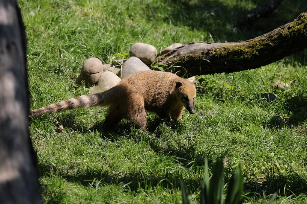 574B0544.JPG -  South American coati  ( Südamerikanischer Nasenbär )