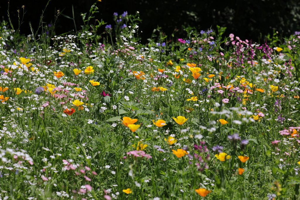 574B0569.JPG - Meadow