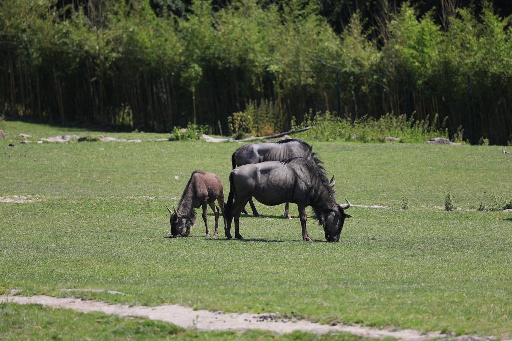 574B0591.JPG -  Wildebeest  ( Gnu )