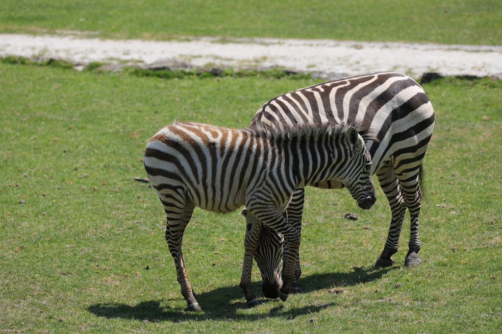 574B0592.JPG -  Grant's zebra  ( Böhm-Zebra )