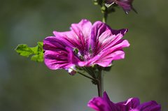 Malva