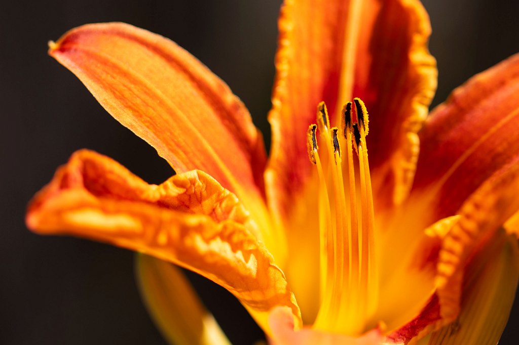 574B0705_c1.jpg -  Daylily  ( Taglilie )