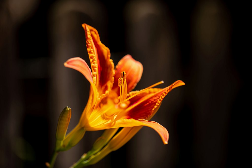 574B0707_c.jpg -  Daylily  ( Taglilie )