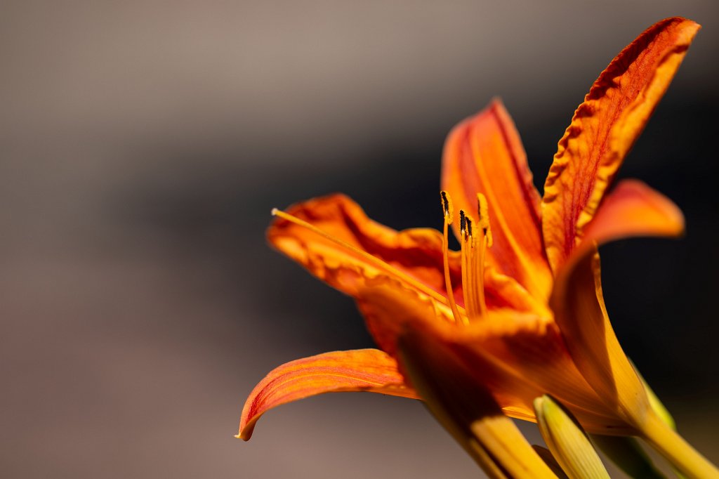 574B0709_c.jpg -  Daylily  ( Taglilie )