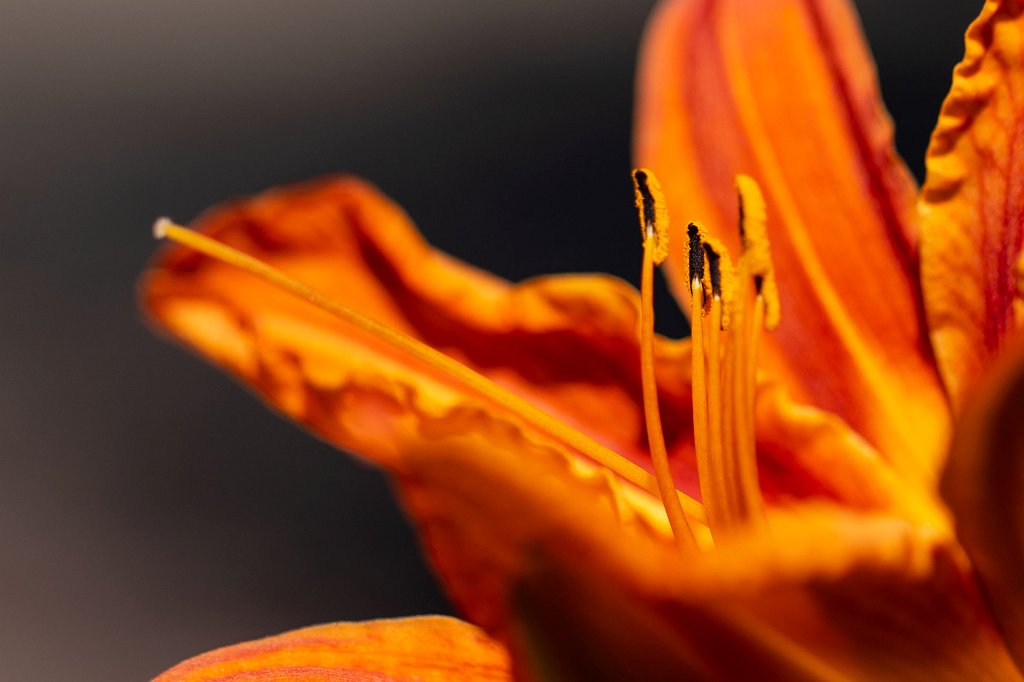 574B0709_c1.jpg -  Daylily  ( Taglilie )