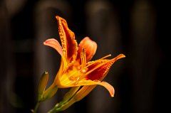 Daylily