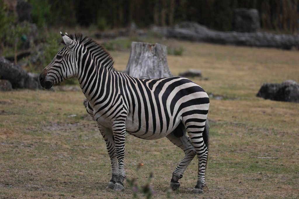 574B1123.JPG -  Grant's zebra  ( Böhm-Zebra )
