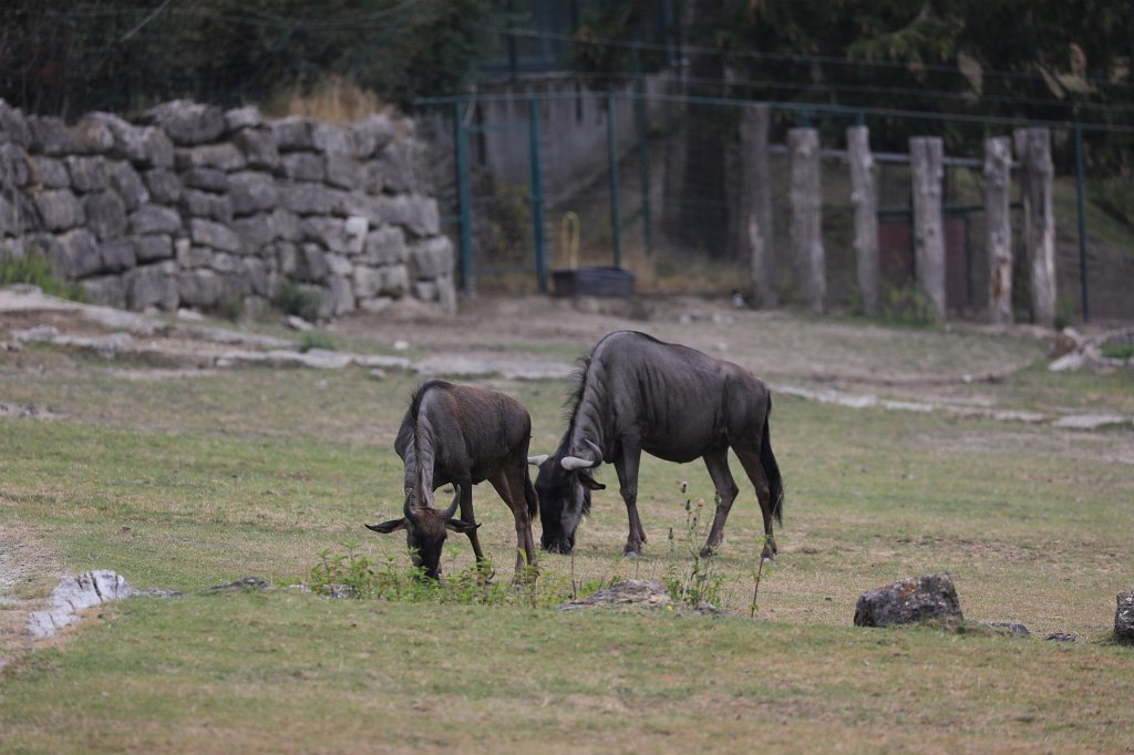 574B1125.JPG -  Wildebeest  ( Gnu )