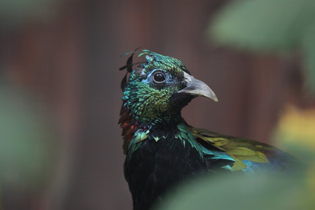 574B1162.JPG -  Himalayan monal  ( Himalaya-Glanzfasan )
