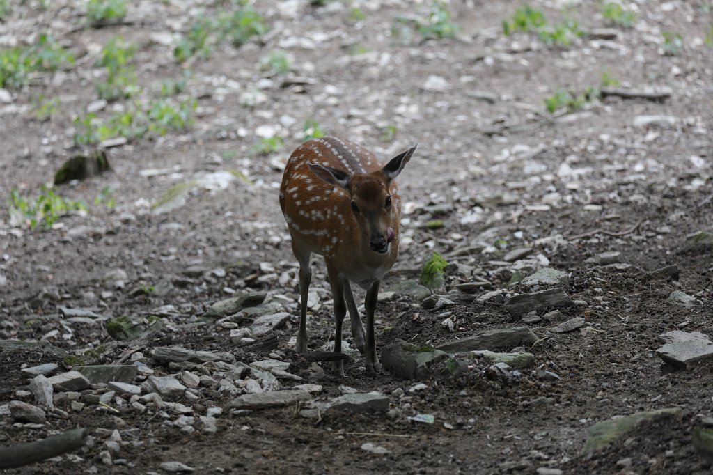 574B1174.JPG -  Vietnamese sika deer  (Vietnamesischer  Sikahirsch )