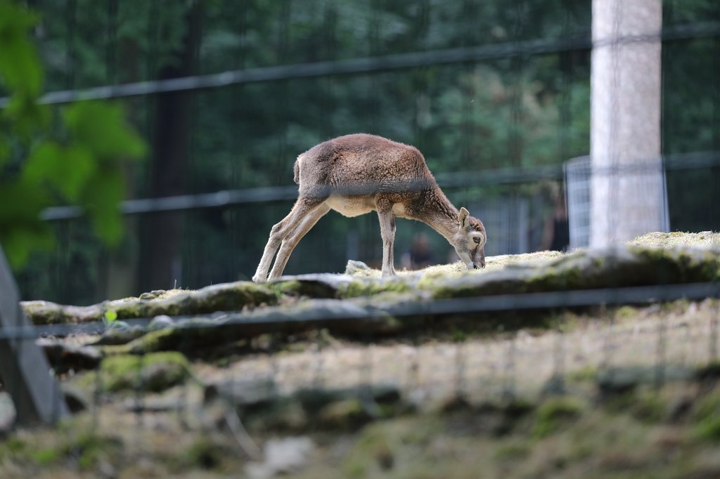 574B1176.JPG -  European mouflon  ( Europäischer Mufflon )