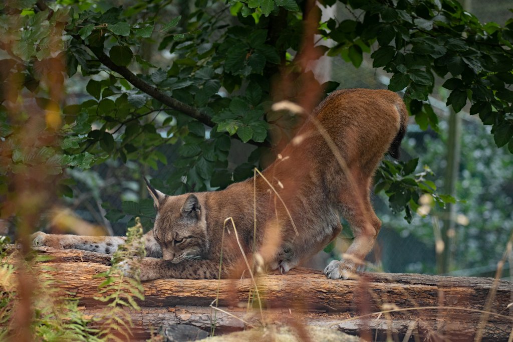 574B1187_c.jpg -  Eurasian lynx  ( Eurasischer Luchs )