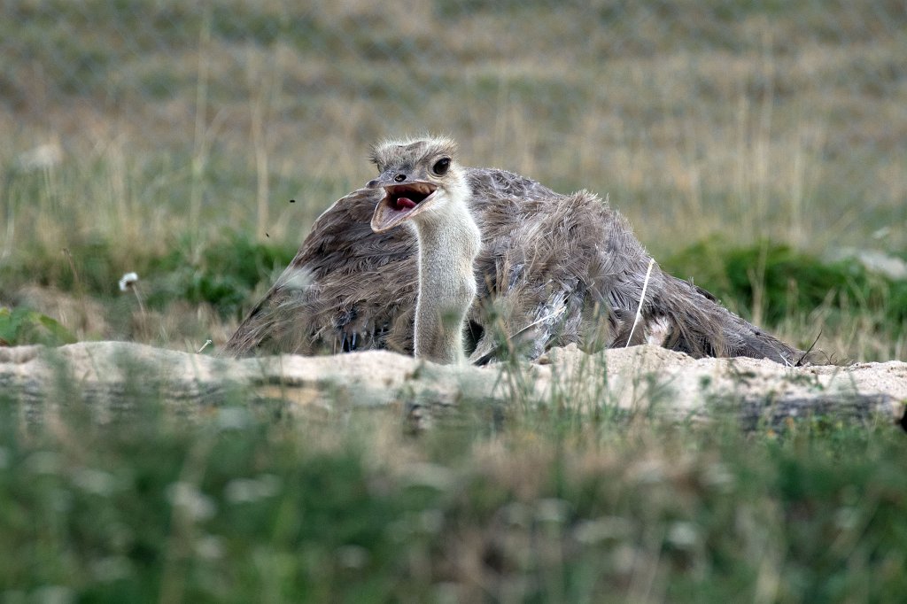 574B1210_c.jpg -  Common ostrich  ( Afrikanischer StrauÃ )