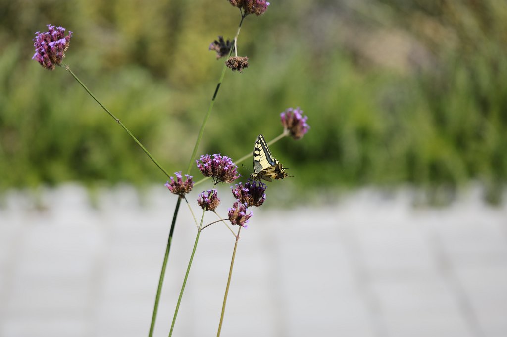 574B1997.jpg -  Swallowtail  ( Schwalbenschwanz )