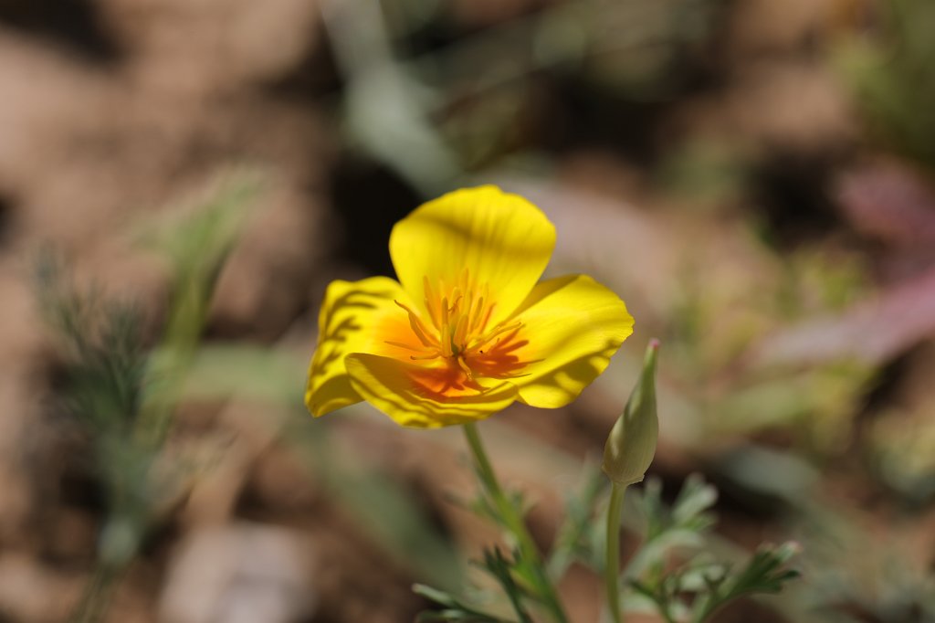 574B2012.jpg - Flower