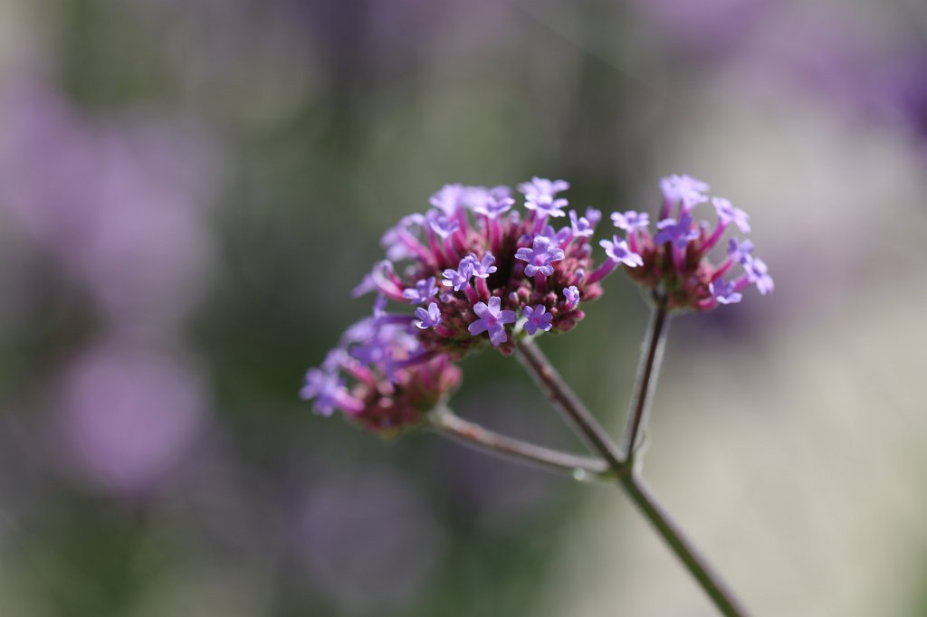 574B2018.jpg - Flower