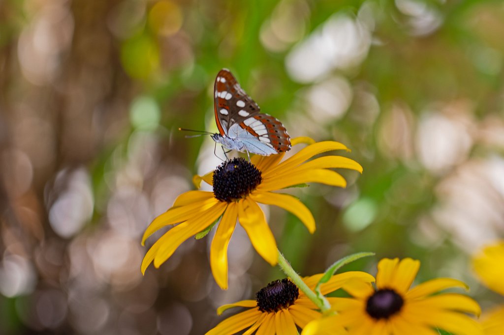 574B2027_c.jpg - Butterfly