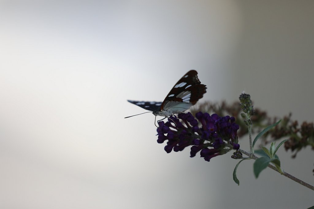 574B2227.jpg - Butterfly