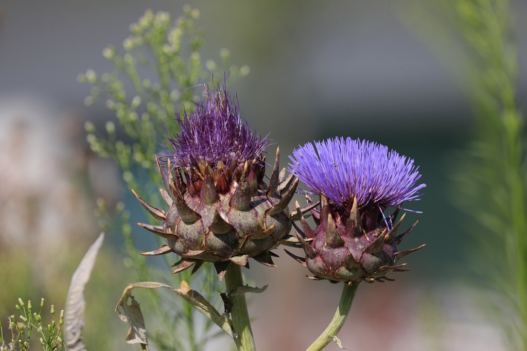 574B2237.jpg - Thistle