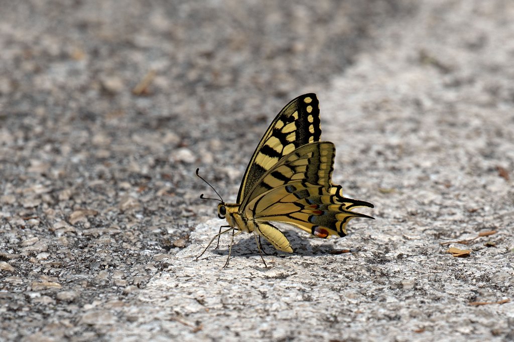 574B2586_c.jpg - Butterfly