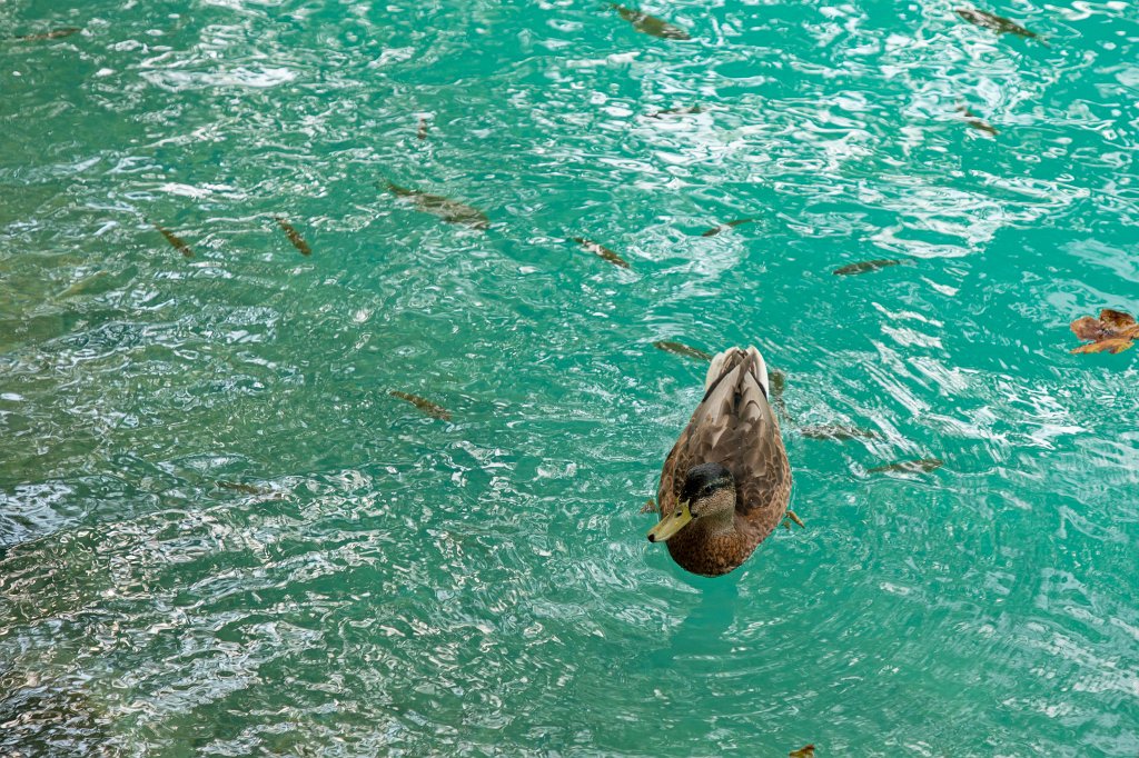 574B2879_c.jpg - Duck and fish