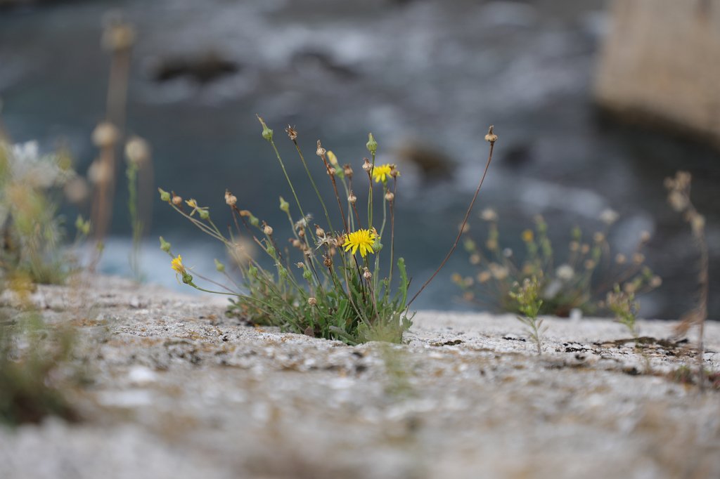 574B4077.JPG - Flower on the walls of  Dubrovnik 