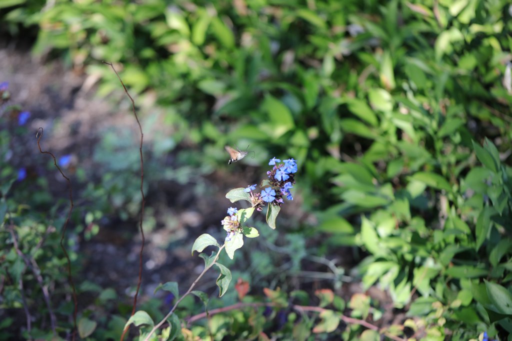 574B4226.JPG - Queen Jelena Madijevka Park  Zadar 