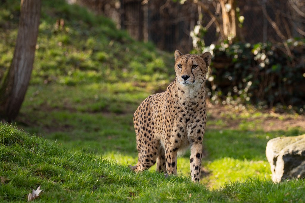 574B4873_c.jpg -  Cheetah  ( Gepard )