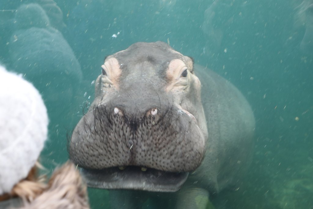 574B4993.JPG -  Hippopotamus  ( Flusspferd )