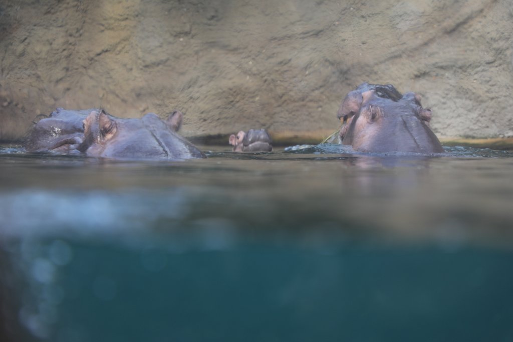 574B4999.JPG -  Hippopotamus  ( Flusspferd )